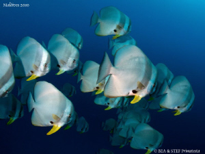 Batfish. Canon G10, dyron 12mm fisheye. by Bea & Stef Primatesta 